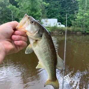 Meet your Posher, Griffin